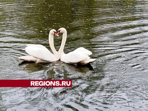 Две пары влюбленных лебедей вернулись в Майдановский парк Без рубрики 